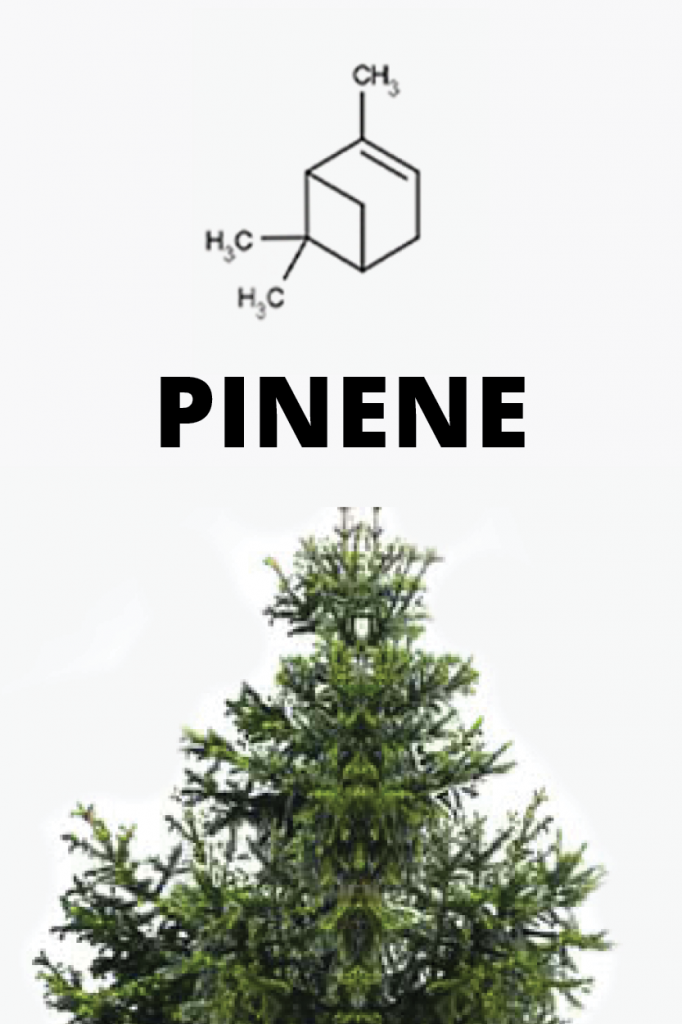 Pinene, terpene molecular structure