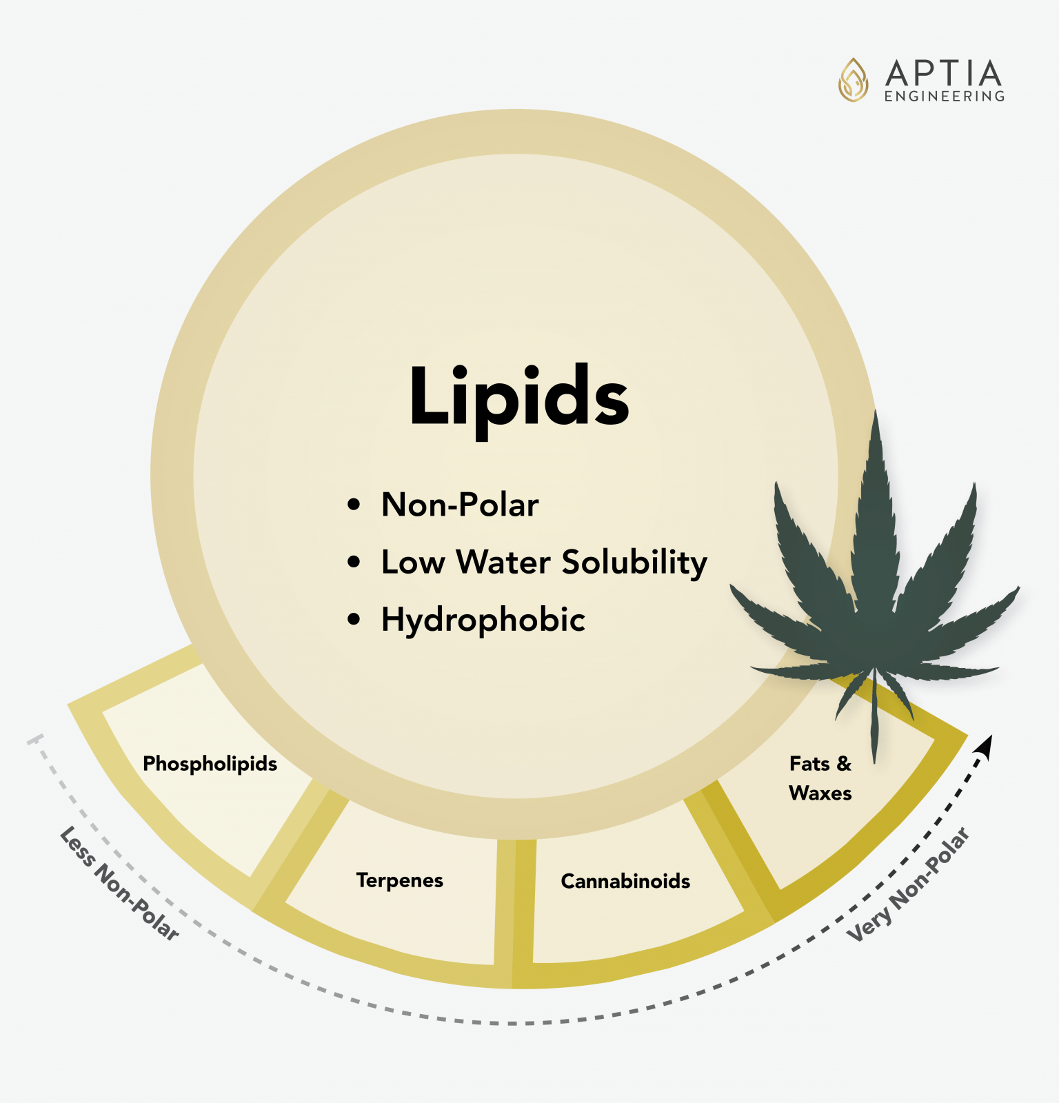 Infographic of Lipids' key characteristics